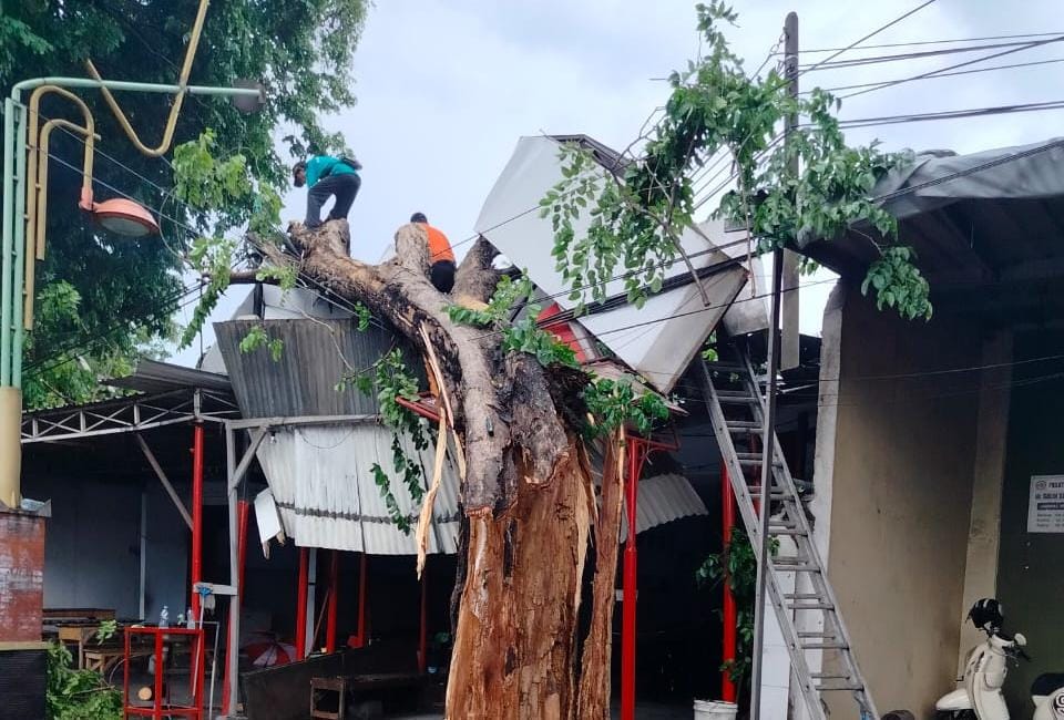 Pohon Tumbang Timpa Atap Toko di Mojosari Mojokerto