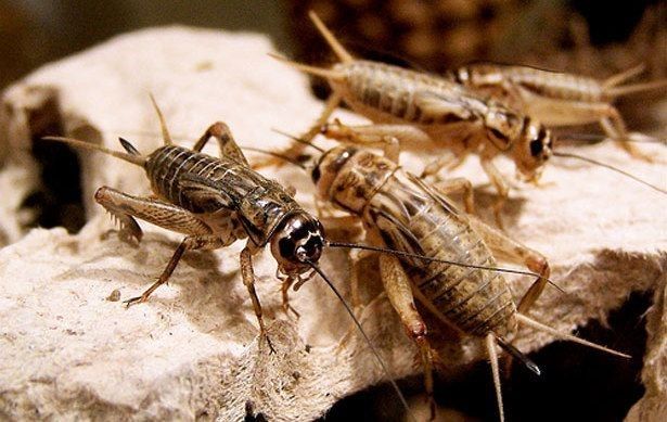 Tiga Ide Usaha Ternak Rumahan dengan Modal Rp 500.000