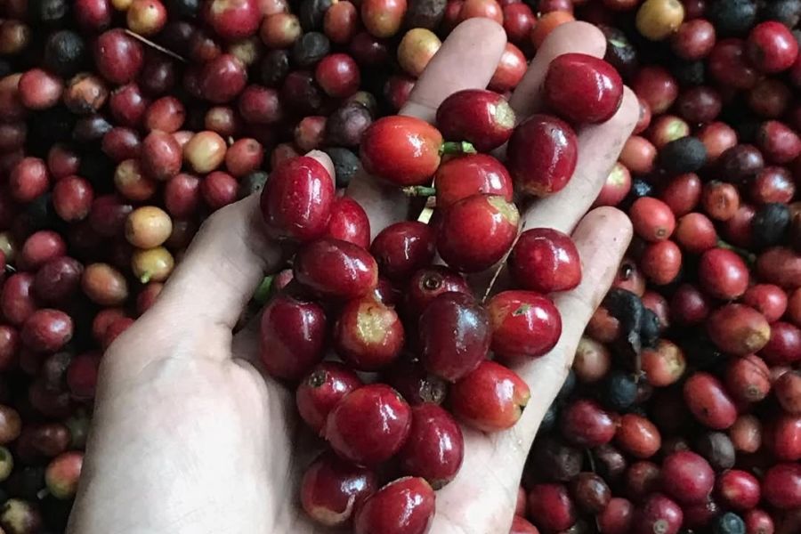 Kopi Trawas, Cita Rasa Kopi Lereng Penanggungan yang Mendunia