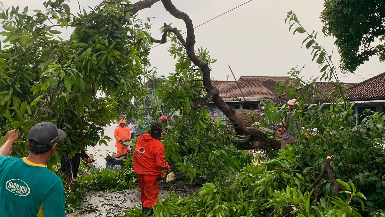 Pohon Mangga Berdiameter 40 cm Tumbang di Mojokerto 