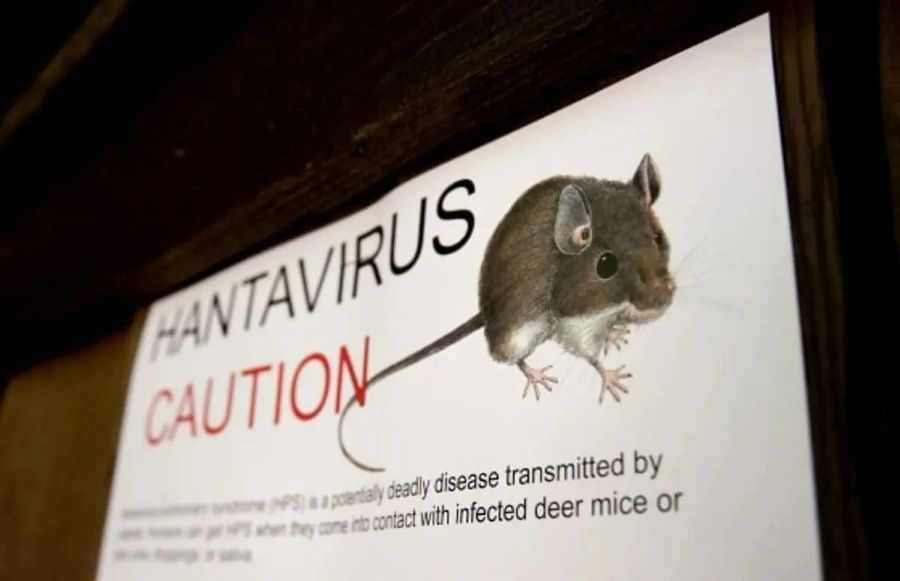 Waspada Hantavirus, Epidemiolog Unair Ingatkan Ancaman Penyakit dari Hewan