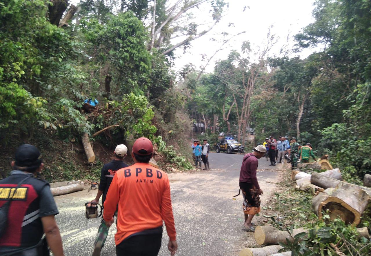 Akar Keropos, Pohon Sengon Buto Tumbang di Trawas 