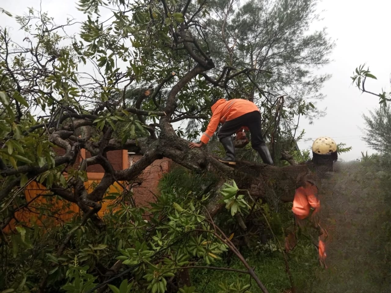 Akibat Hujan dan Angin Kencang, Tiga Pohon di Mojokerto Tumbang