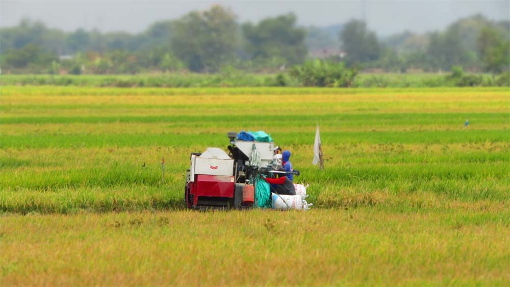 Penyaluran Pupuk Subsidi Tak Sesuai Harapan, Petani di Mojokerto Mulai Klimpungan