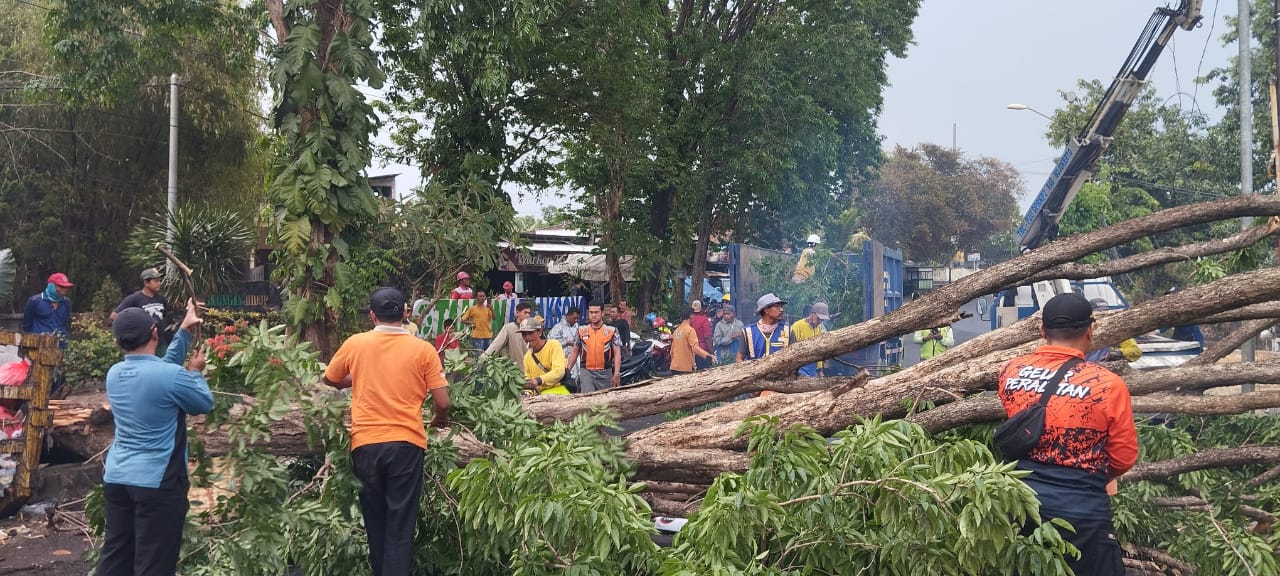 Akibat Angin Kencang, Pohon di Pungging Mojokerto Tumbang