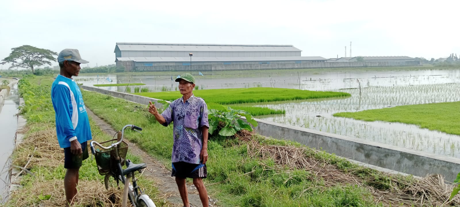 Hujan Deras, Sungai di Mojosari Meluap