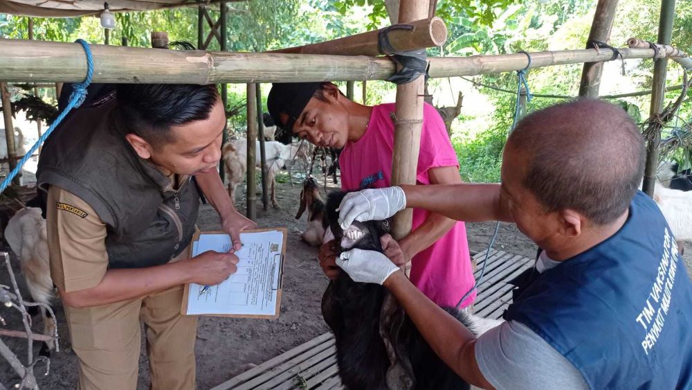 Pemkot Mojokerto  Monitoring Hewan Kurban yang Ada di Lapak-Lapak