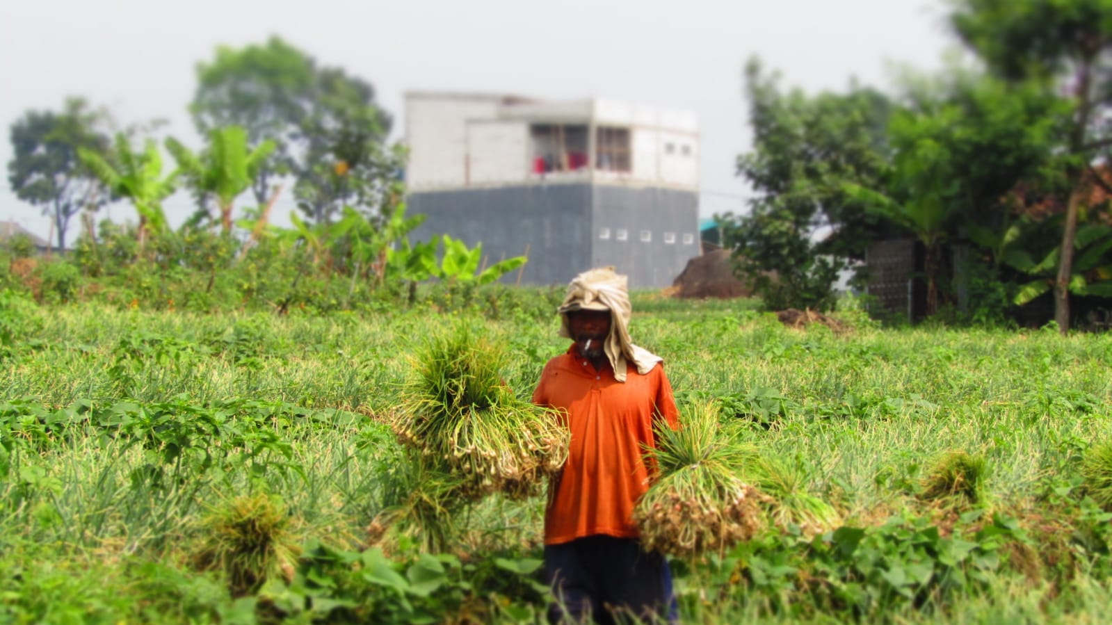 Pengaruh Cuaca, Kenaikan Harga Bawang Merah Penyumbang Inflasi Tertinggi di Mojokerto pada November 2024