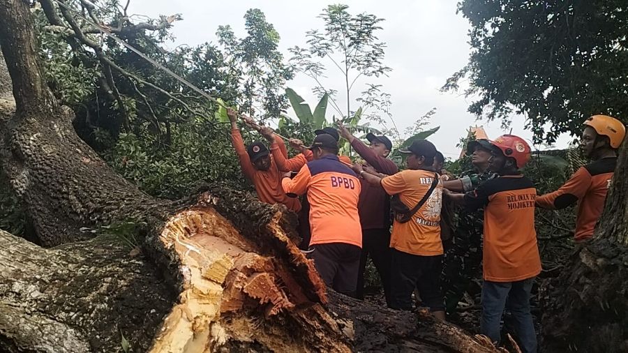 Pohon Sawo Tumbang di Trawas Mojokerto, Garasi dan Mobil Alami Kerusakan