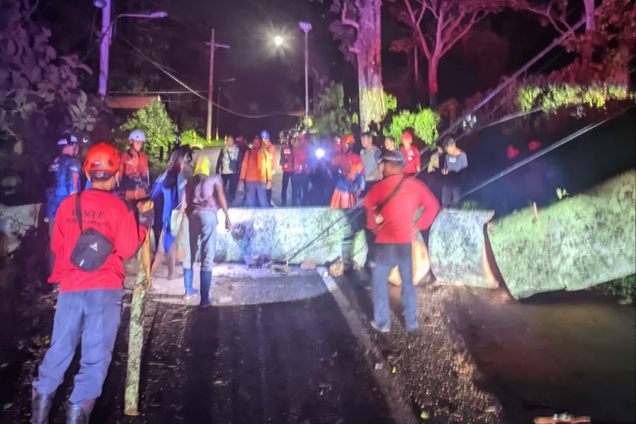 Cuaca Ekstrem Tumbangkan Sejumlah Pohon di Mojokerto