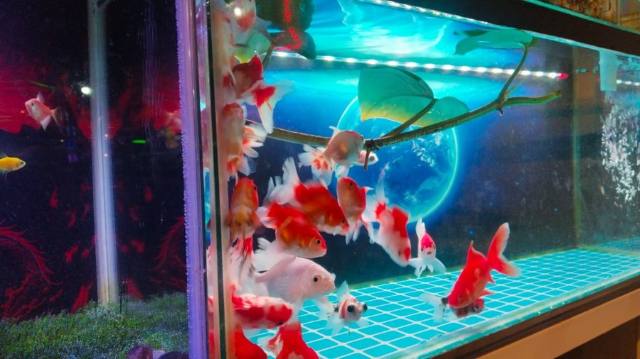 Diyakini Lambangkan Kejayaan dan Pembawa Rejeki, Hobi Pelihara Ikan Hias Makin Digemari