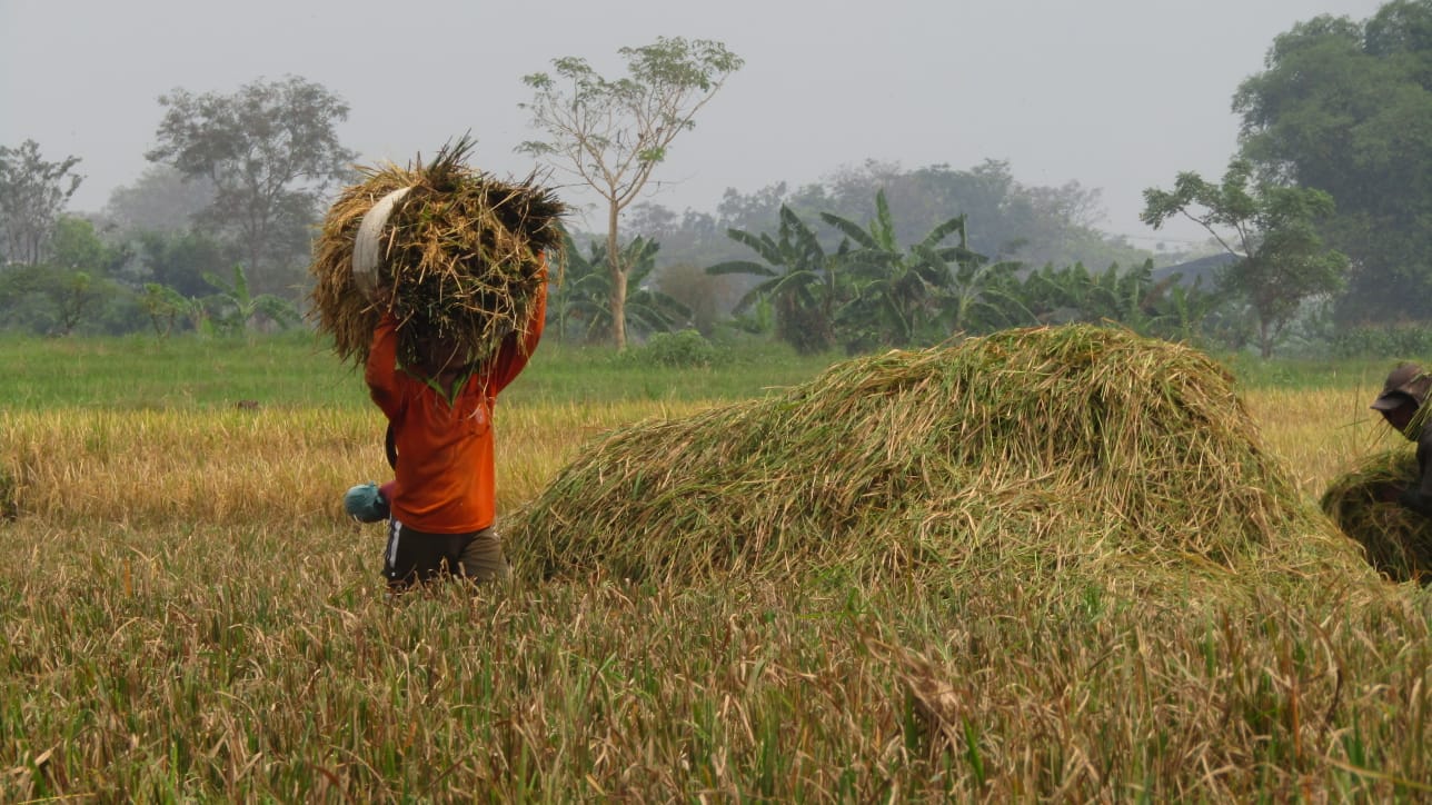 Jelang Panen Raya, Bulog Siapkan Penyerapan Gabah Hasil Panen Petani Mojokerto dan Jombang