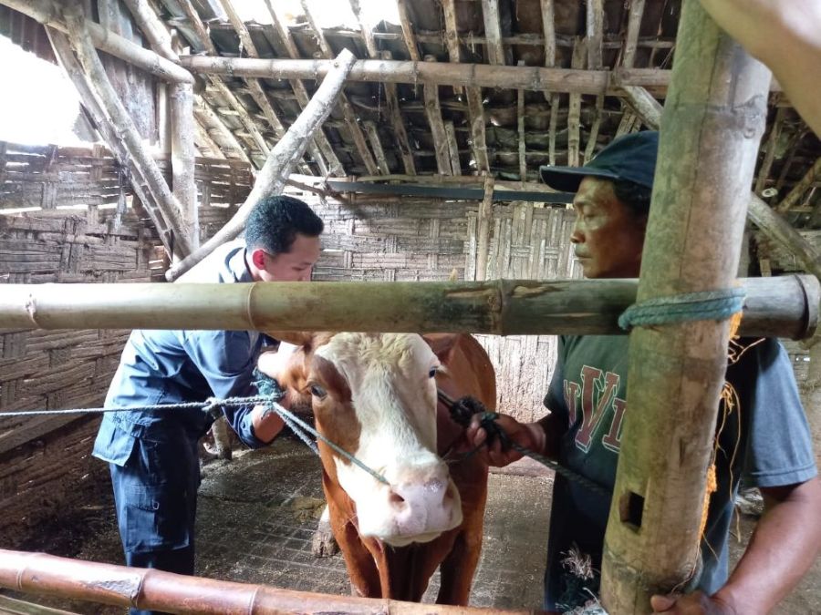 Kabupaten Mojokerto Terima 12 Ribu Dosis Vaksin PMK