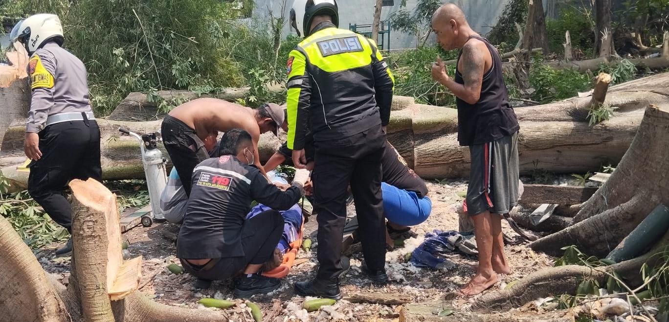 Seorang Penebang Pohon di Mojokerto Tewas Tertimpa Pohon Randu Saat Bekerja