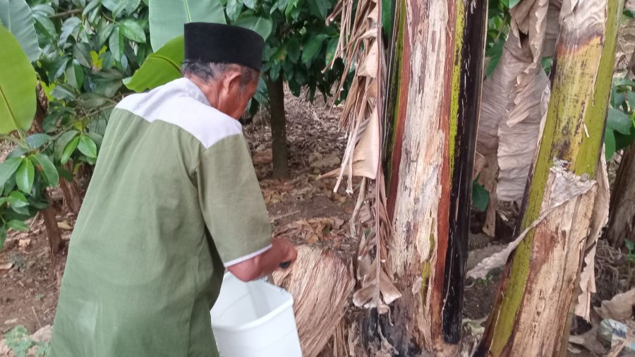 Lawan Penyakit Layu Pisang, Mahasiswa Unej Bekali Petani Kemiri dengan Tricho Inject