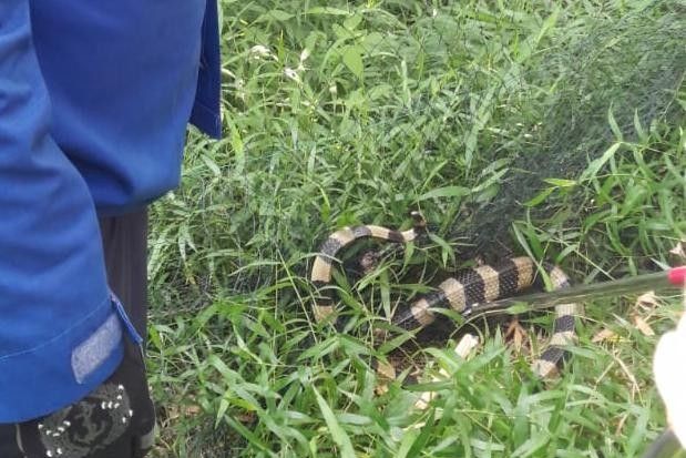 Damkar Mojokerto Evakuasi Ular Welang Berbisa dari Perkebunan Warga