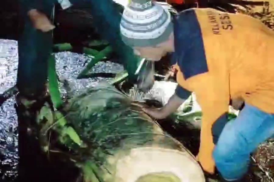 Pohon Tumbang Timpa Pengendara Motor di Trawas Mojokerto, Satu Orang Luka Ringan