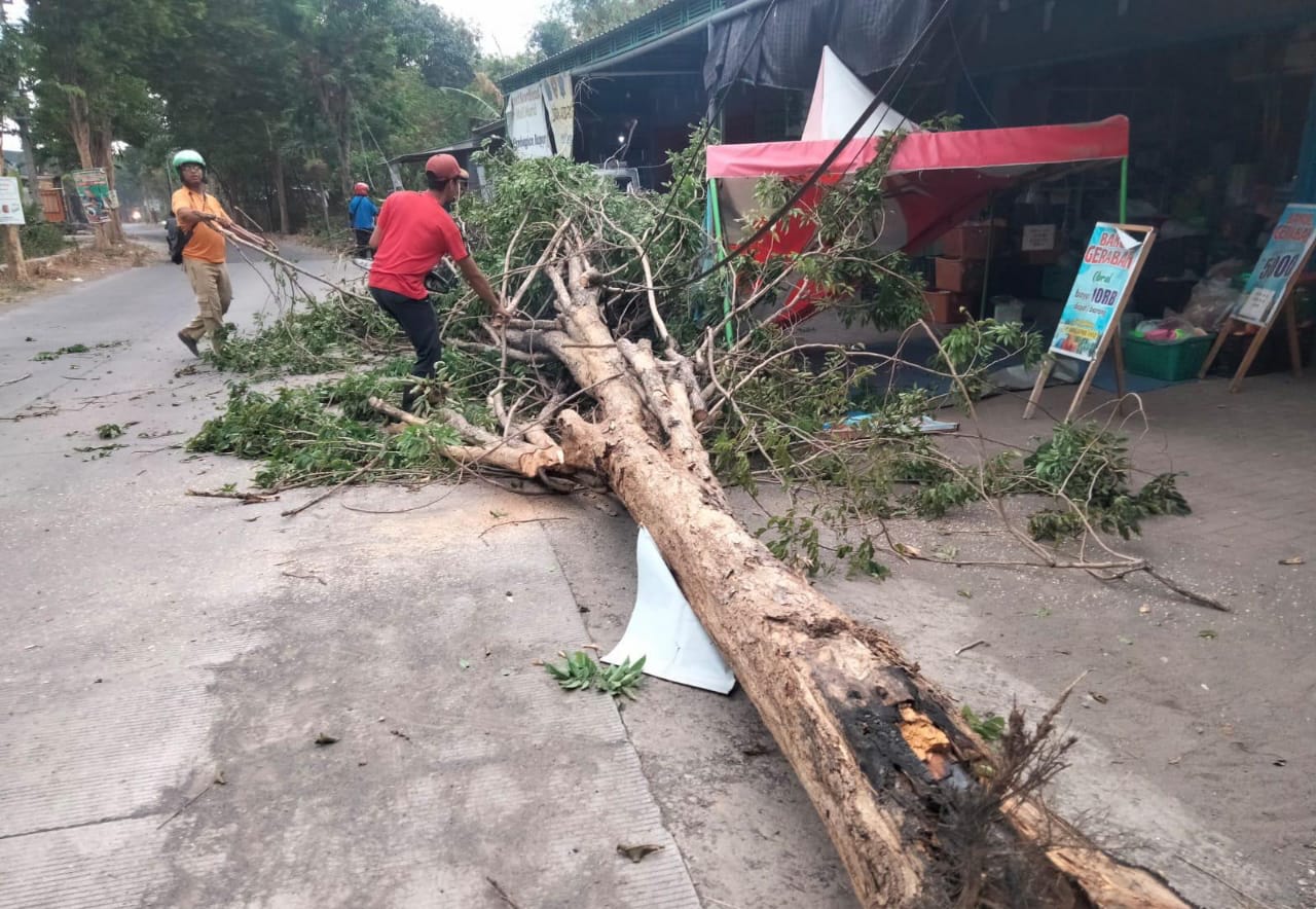 Pohon Kesono di Mojosari Tumbang, diduga Bekas dibakar