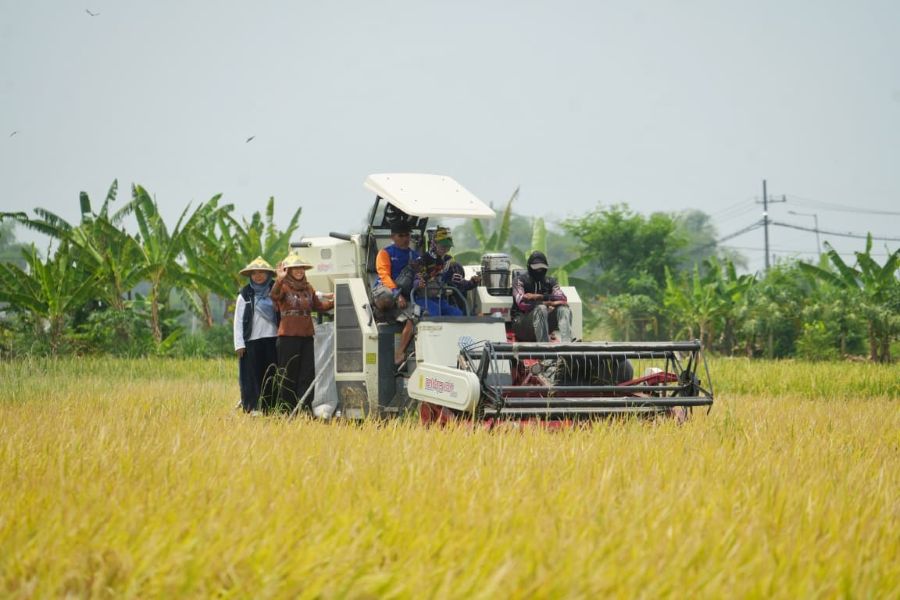 Gunakan Mesin Pemanen Modern, Petani Gunung Gedangan Mojokerto Kota Laksanakan Panen Raya