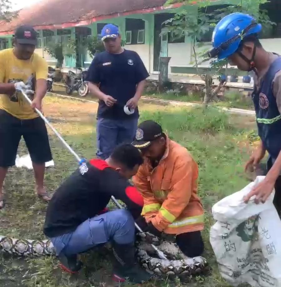 Momen Damkar Evakuasi Ular Sanca di Atas Atap Sekolah di Mojokerto