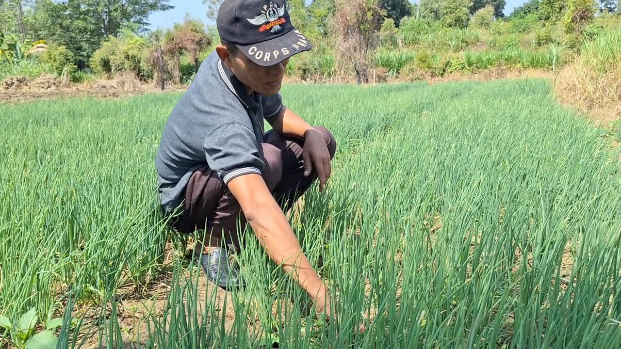 Petani di Dawarblandong Mojokerto Mampu Tanam Daun Bawang di Lahan Kering