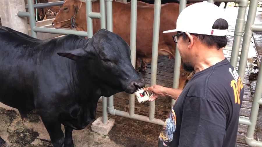 Sapi di Mojokerto Ini Hobi Minum Kopi dan Ronda Malam Bareng Penjaga Peternakan