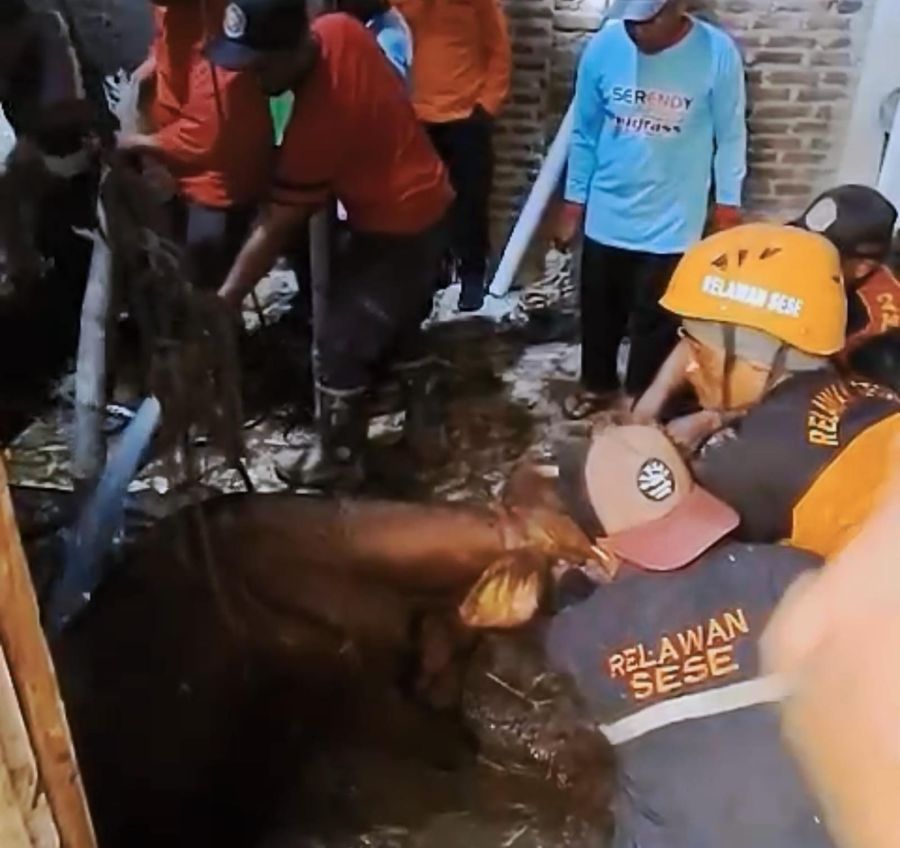 Sapi Hamil Terperosok ke Septic Tank di Mojokerto, Damkar Lakukan Evakuasi