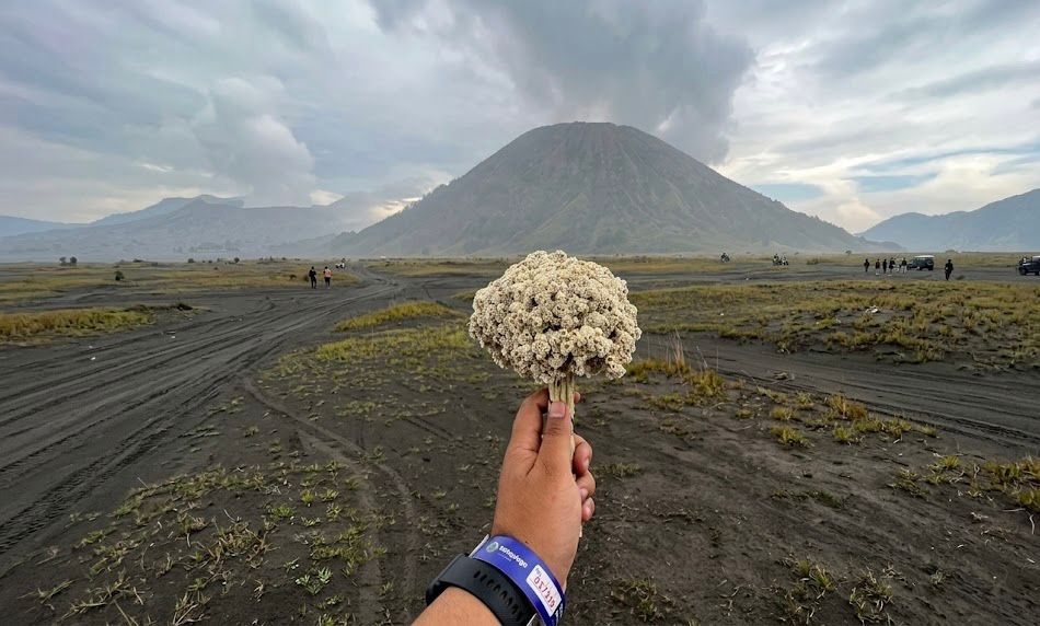 Edelweis Bromo: Bunga Abadi, Cinta, dan Pilihan untuk Melestarikan