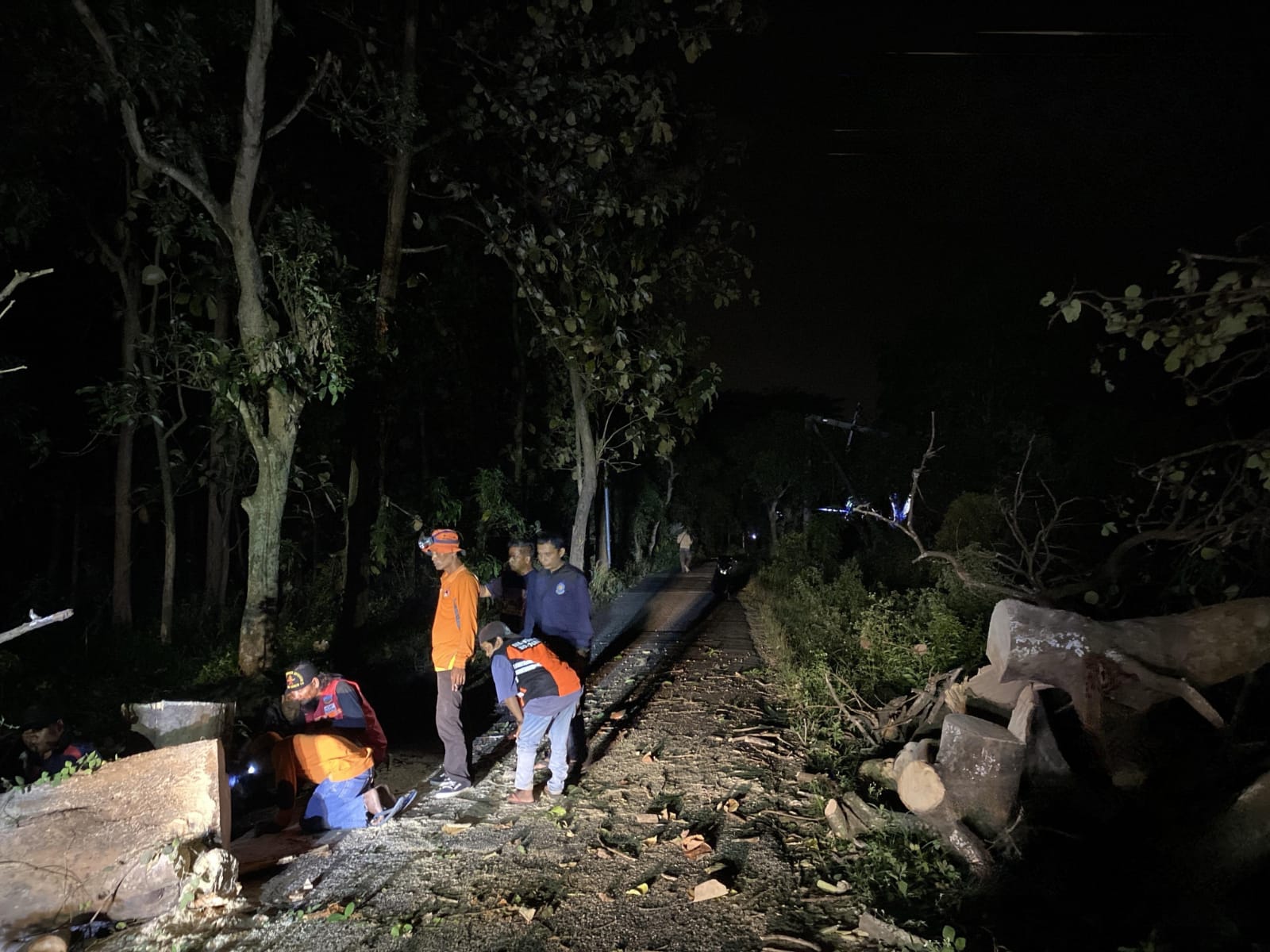 Akibat Rapuh, Pohon di Trawas Mojokerto Tumbang