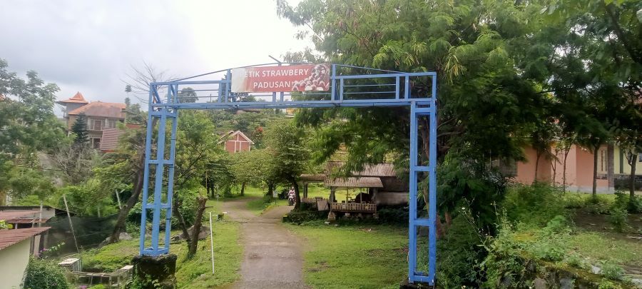 Menikmati Sensasi Memetik Stroberi Segar di Pacet, Mojokerto