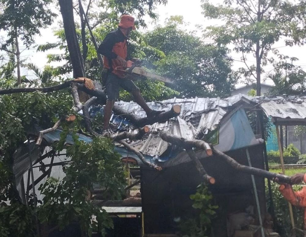 Angin Kencang di Mojokerto, Pohon Tumbang Timpa Warung di Depan Stadion Gajah Mada