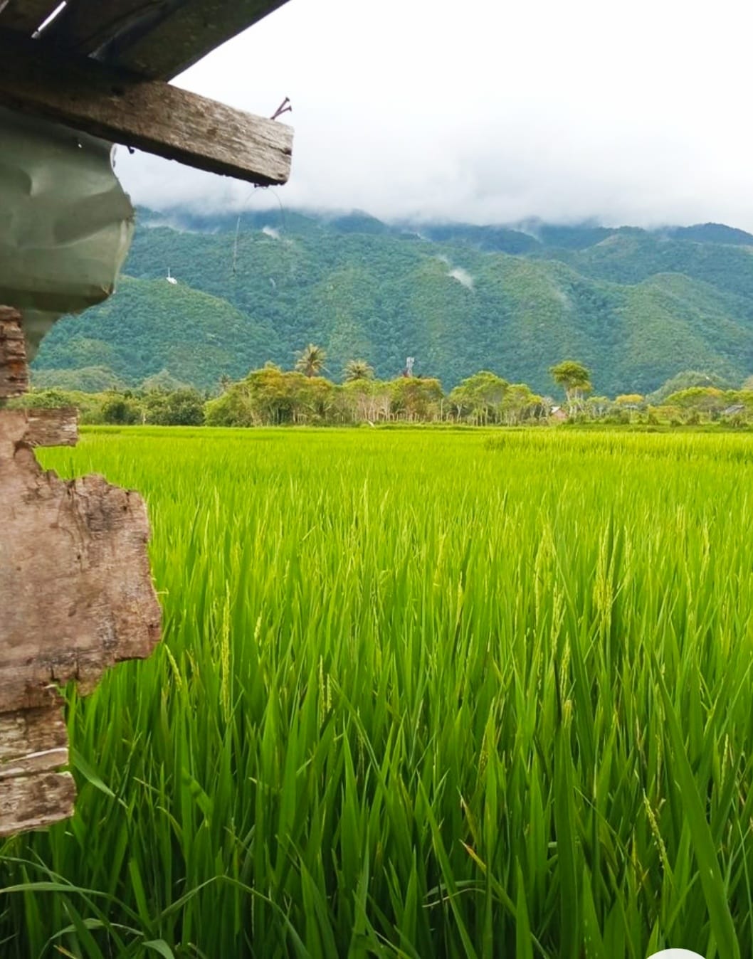 Pengajuan Tambahan Kuota Pupuk Bersubsidi ke Dispertan Jatim Belum Terealisir