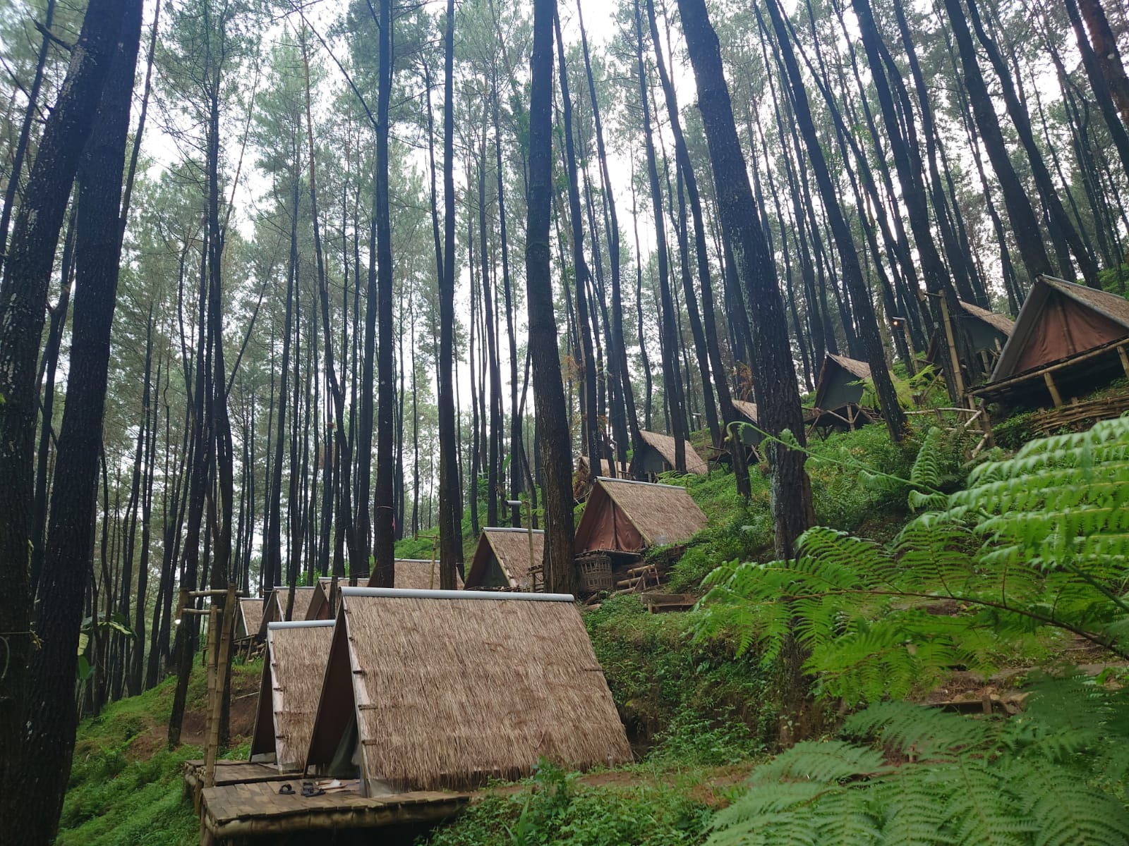Klurak Eco Park, Destinasi Wisata Alam di Mojokerto dengan Nuansa Pohon Pinus