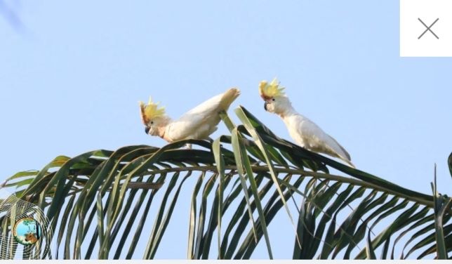 Populasi Kakatua Jambul-Kuning di Pulau Masakambing Sumenep Tinggal 29 Ekor