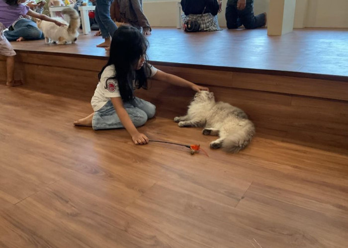 Kucing Tiba-Tiba Botak? Bisa Jadi Karena Stres, Kenali Alopecia Psikogenik