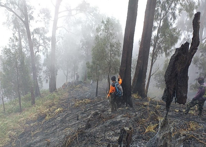 Kebakaran Hutan di Gunung Welirang Pacet Berhasil Dipadamkan