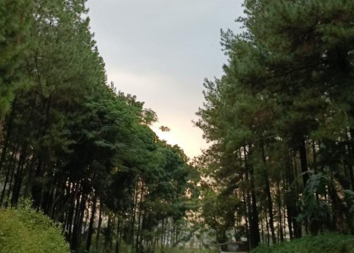 Daun Pinus Bisa Disulap Jadi Minuman Soda Alami yang Segar dan Unik