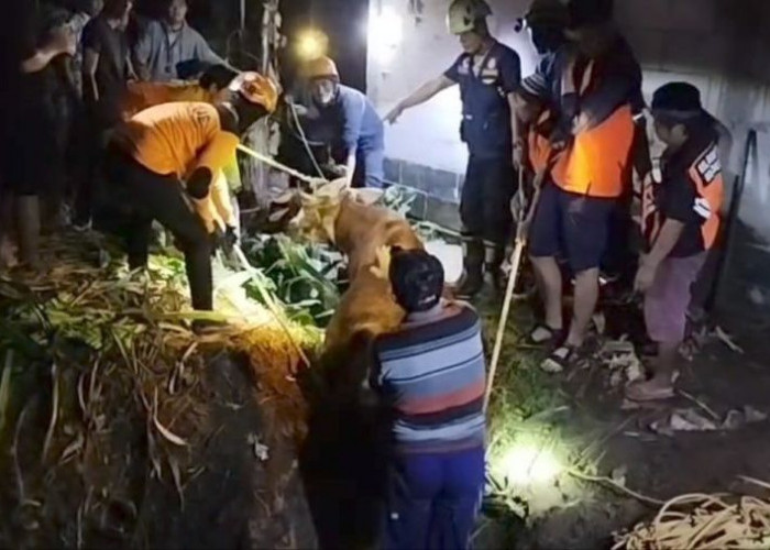 Damkar Mojokerto Evakuasi Sapi Terperosok Kubangan Lumpur di Pacet