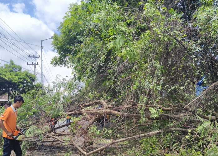 Pohon Pete Tumbang di Trawas, Lalu Lintas Lumpuh Selama Satu Jam