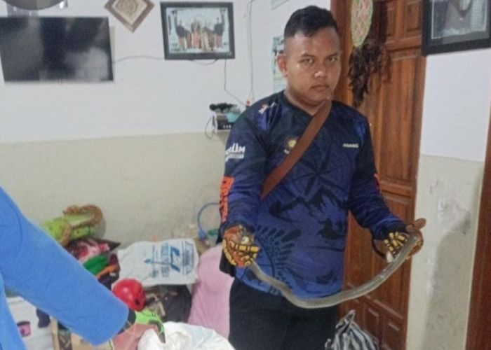 Sehari Damkar Mojokerto Evakuasi Ular Kobra dan Ular Kayu dari Rumah dan Motor Warga