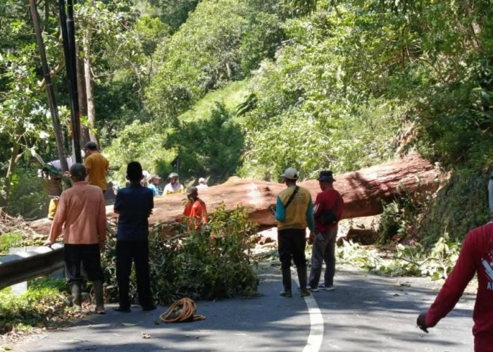 Angin Kencang Melanda 3 Lokasi di Pacet Mojokerto, Sebabkan Pepohonan Tumbang