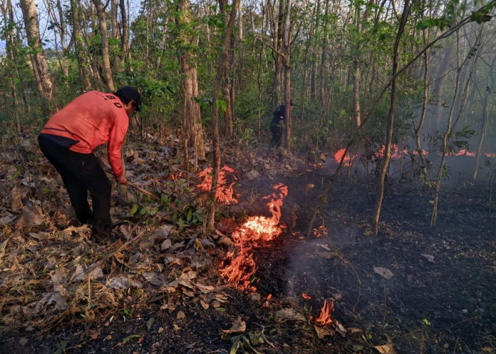 Ini 5 Wilayah Rawan Karhutla Selama Musim Kemarau di Mojokerto