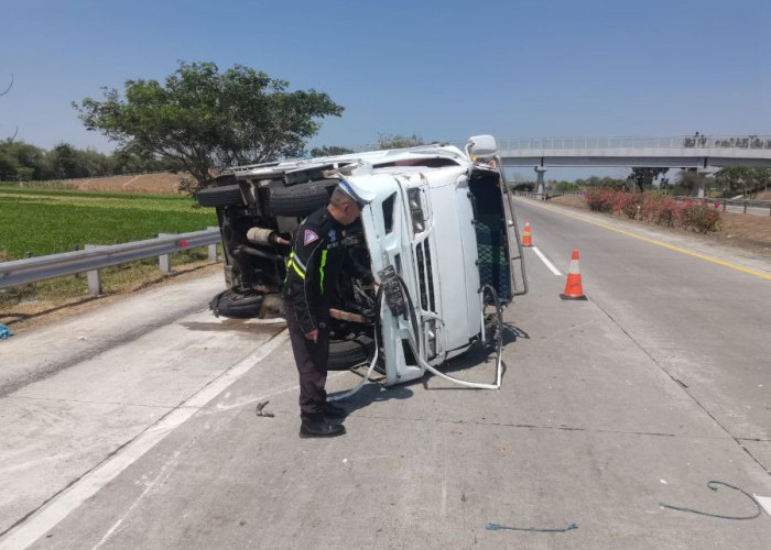 Pecah Ban Belakang, Truk Bermuatan Sapi Terguling di Tol Jombang-Mojokerto