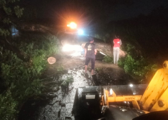 Hujan Deras, 2 Pohon Tumbang di Desa Sidomulyo dan Keplaksari