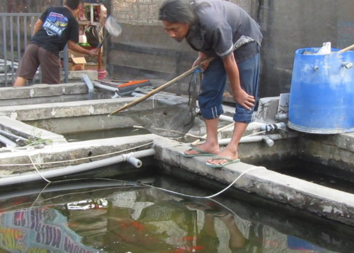 Endik Yuli Arisianto, Pengusaha Swalayan Ikan Hias yang Sukses di Mojokerto