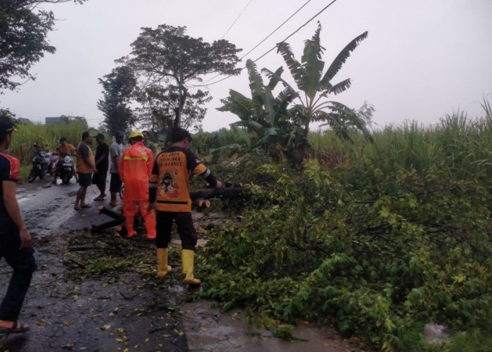 Hujan Disertai Angin Kencang di Kecamatan Sooko Sebabkan Pohon Tumbang
