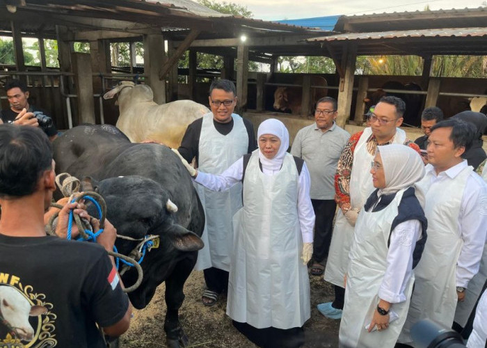 Cek Langsung ke Kandang, Gubernur Khofifah Pastikan Stok Hewan Kurban Jatim Melimpah Jelang Iduladha