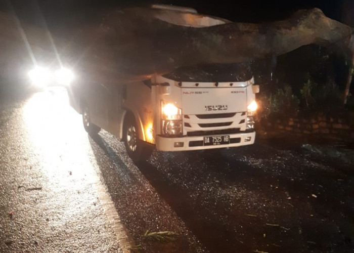 Pohon Tumbang di Trawas Mojokerto Timpa Mobil Mini Bus