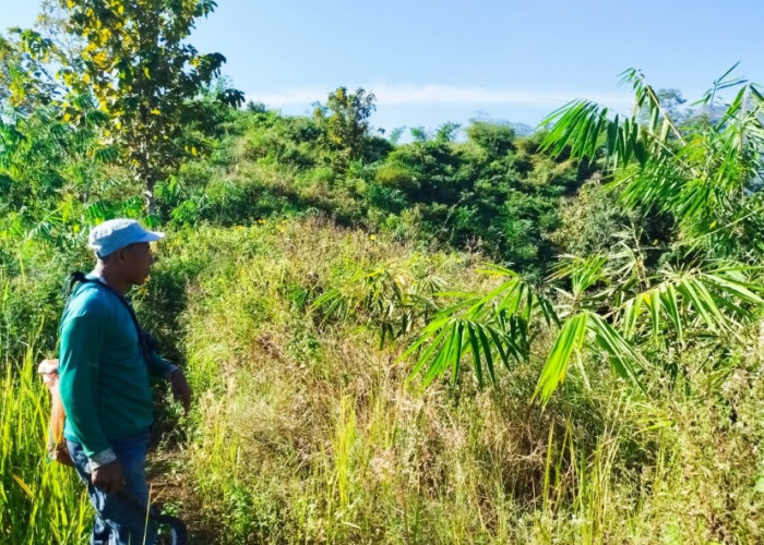 Mbah Radi, Mewujudkan Bambu Panen Lestari, Hasilkan 3,8 ton Rebung per Hektar  