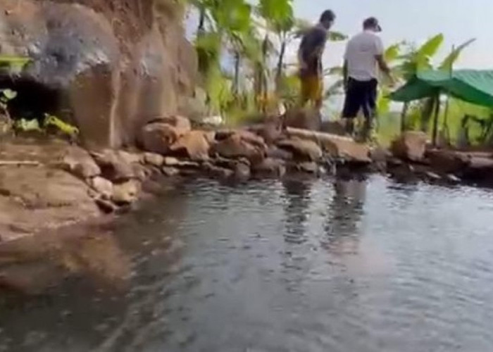 WeHasta Gencarkan Pelihara Sumber Mata Air, Tanam Bibit Pohon Beringin